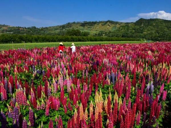 羽扇豆（魯冰花）花海